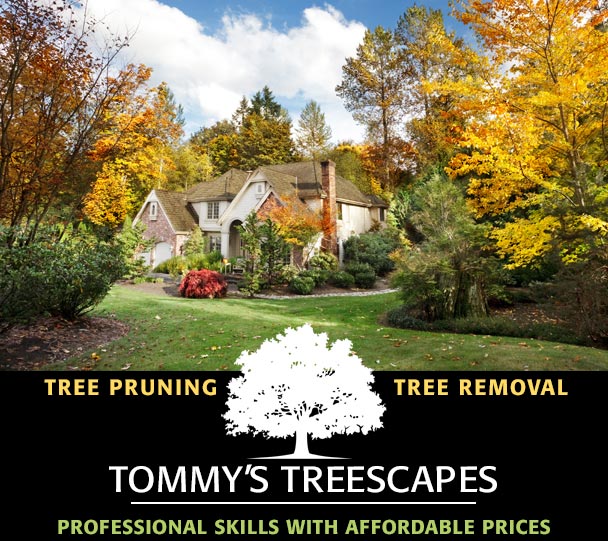 Tommy’s Treescapes in Goshen, Indiana provides tree pruning and tree removal services to residential and commercial customers