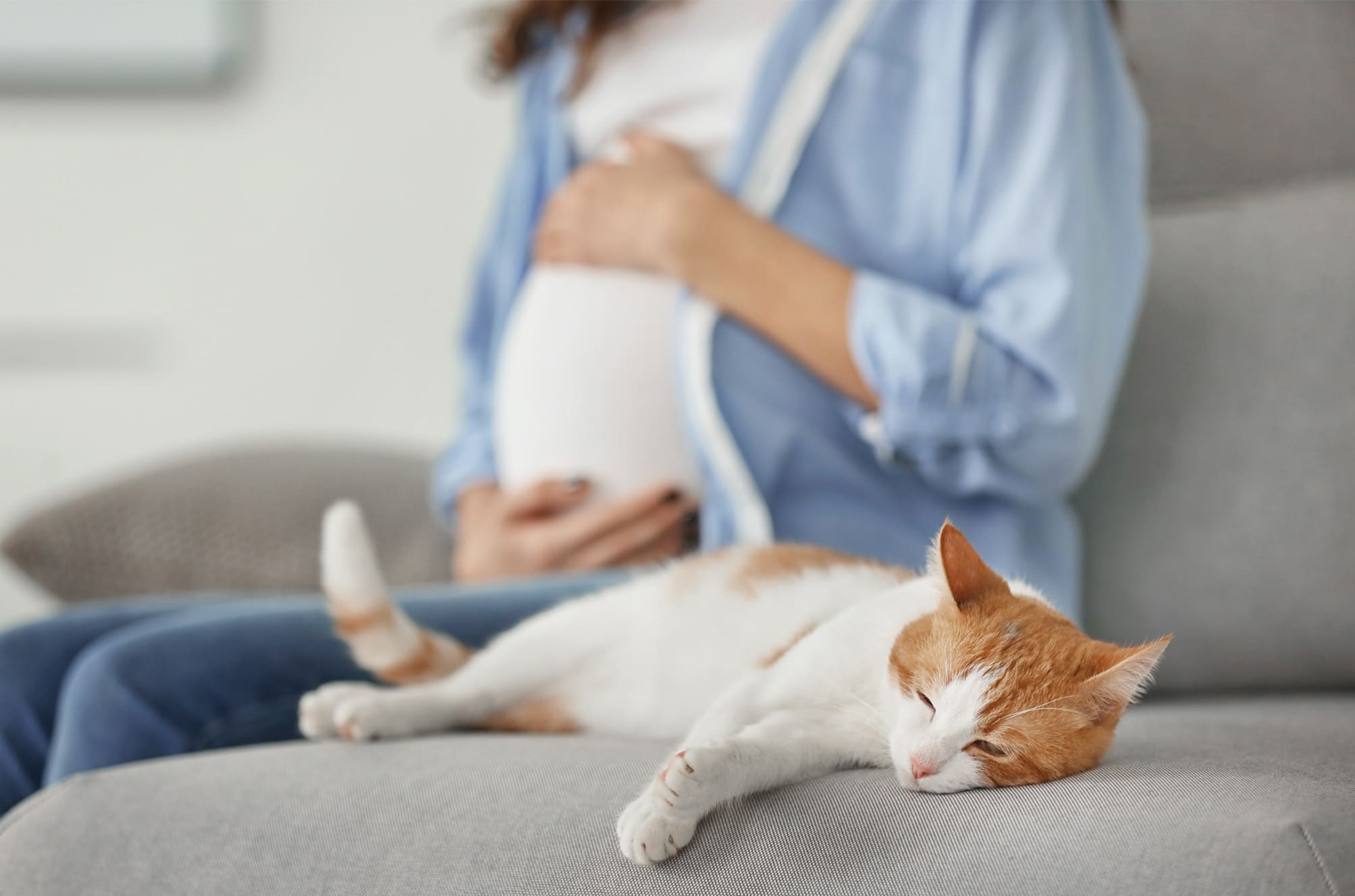 moment-landschaft-kap-cat-litter-box-pregnancy-b-ste-blinddarm-beobachten