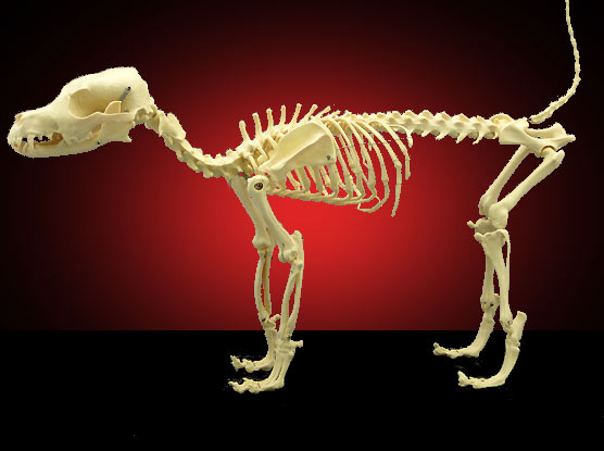 dog skelton