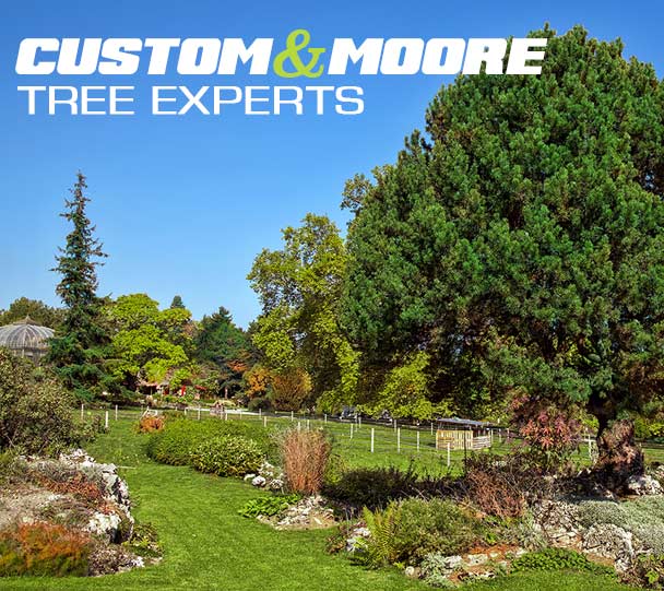 CUSTOM AND MOORE TREE EXPERTS - We specialize in healthy trees, quality service and customer satisfaction!
