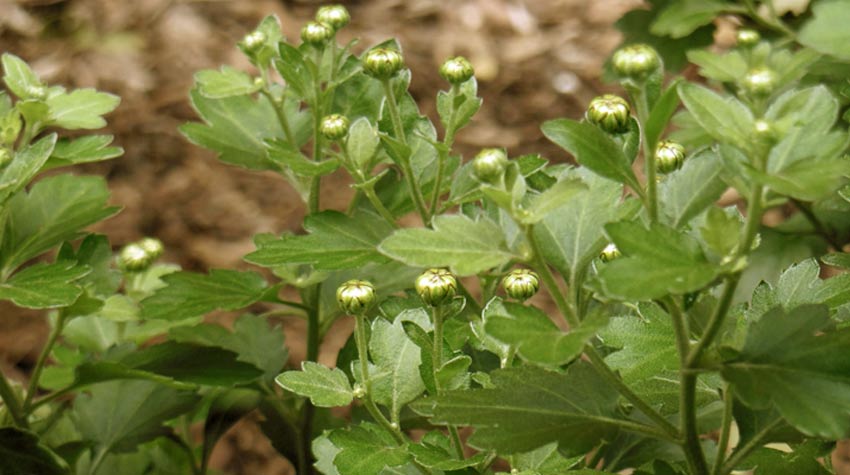 During the summer months, keep the blooms thinned by pruning and removing dead heads to promote a fuller plant.