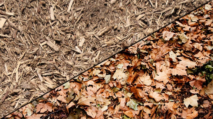 Either wood chip mulch or leaves will protect your mums through the winter.