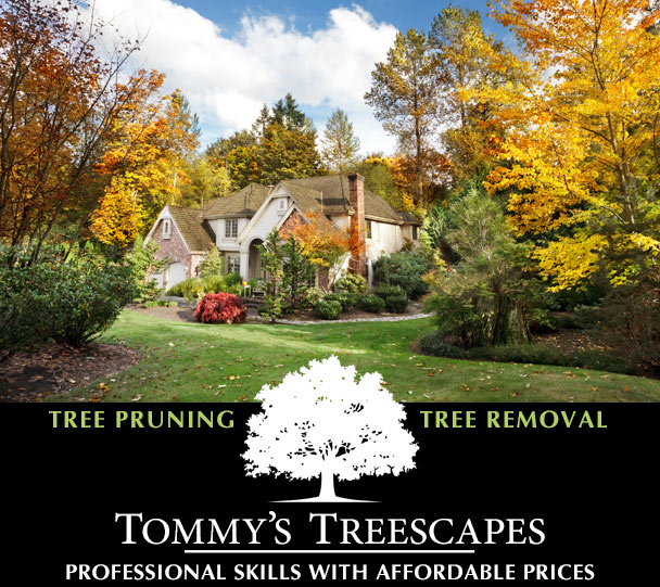 Tommy’s Treescapes in Goshen, Indiana provides tree pruning and tree removal services to residential and commercial customers