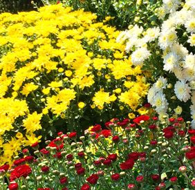 Floral-Tips-Hardy-Mums-UI.jpg